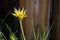 Yellow Salsify Flower Blooming Wildflower