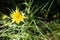 Yellow Salsify Flower Blooming Wildflower