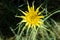 Yellow Salsify Flower Blooming Wildflower