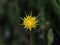 Yellow Salsify in Flower in British Countryside