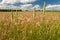 Yellow salsify, Kansas pasture