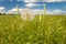 Yellow salsify, Kansas pasture