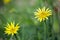 Yellow salsify - Tragopogon dubius