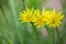 Yellow salsify - Tragopogon dubius