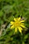 Yellow Salsify wildflower