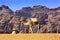 Yellow Sand Camel Valley of Moon Wadi Rum Jordan