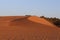 Yellow sand dunes at sunset in the Algerian desert Timimoun