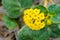 Yellow Sand Verbena Abronia latifolia blooming on the beach in Santa Cruz, California