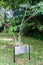 Yellow Saraca tree Saraca Thaipingensis planted by Yuri Gagarin in Peradeniya Royal Botanical Gardens near Kandy, Sri