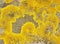 Yellow Scales Lichen