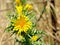 Yellow scolymus, wildflowers on spiny stem