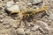 Yellow scorpion in the desert, Big Bend National Park, Texas, USA