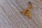 Yellow scorpion on a wooden floor threatens uncovered claws