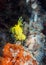 Yellow sea cucumber on corals with actinias