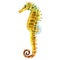 Yellow sea horse, seahorse isolated, watercolor illustration on white