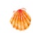 Yellow sea shell scallop