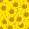 Yellow  seamless background of sunflowers