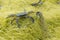 On yellow seaweed, a European green shore crab