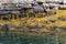 Yellow Seaweed At Low Tide