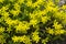 Yellow sedum flowers
