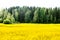 Yellow seed field in Finland