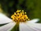 Yellow seeds of a white daisy.