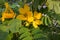 Yellow Senna italica flowers blooming