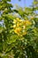 Yellow senna surattensis flower