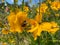 Yellow September Cosmos Flower and Bee