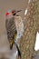 Yellow-Shafted Flicker (Colaptes auratus)