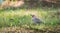 Yellow shafted flicker Colaptes auratus, on the ground hunting grubs.