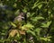 Yellow-shafted Northern Flicker Eating Chokecherries