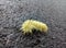 Yellow shaggy caterpillar Acronicta americana
