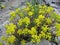 Yellow sharp flowers with petals grow in the rocks of the mountain slopes