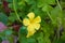 Yellow sheep-sorrel flower. Also known as bermuda buttercup  African wood-sorrel  Bermuda sorrel  buttercup oxalis  Cape sorrel