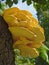 Yellow Shelf Fungus