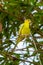 Yellow shell parakeet perching on a perch