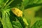 Yellow shield bug on a green leaf near Sangli