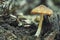The Yellow Shield (Pluteus chrysophaeus) is an inedible mushroom