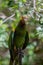 Yellow-Shouldered Amazon Parrot