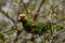 Yellow-Shouldered Amazon Parrot