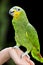 Yellow-shouldered Amazon parrot