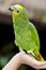 Yellow-shouldered Amazon parrot