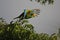 Yellow-shouldered Parrot (Amazona barbadensis)