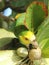 Yellow shouldered Parrot Eating an Almond