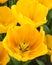 Yellow show tulips