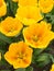 Yellow show tulips