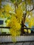 yellow shower tree in Thailand