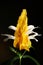 Yellow Shrimp Plant