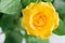Yellow shrub rose on a floral background